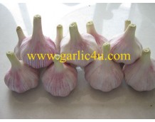 The Advantages of Organic China Fresh Garlic