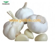 Top 10 White Garlic Suppliers From China