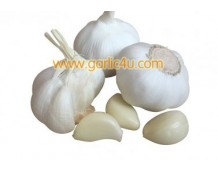 What is china white garlic good for?