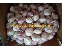 Who are the major exporters of garlic?