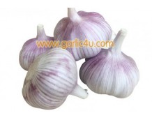Why Choose Wholesale Producers For Buying Garlic?