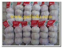Why Hire Dedicated Experts To Buy Garlic With Fresh Aroma?