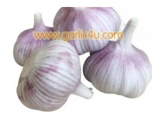 Will garlic help you live longer?