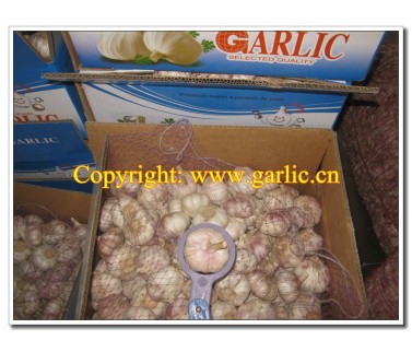 China Fresh Garlic
