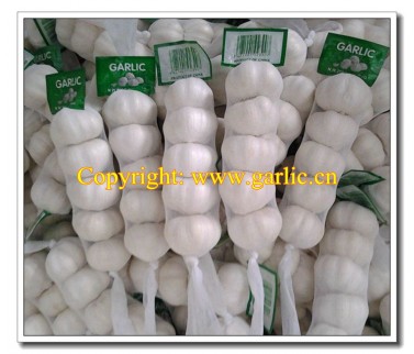 Fresh Garlic in 20 x 250g/net bag