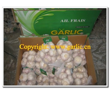 Fresh Garlic in 10 x 500g/net bag