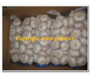 Fresh Garlic in 1kg x 10bags/carton