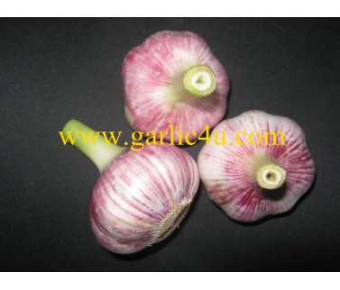 Red Skin China Fresh Garlic new crop ( hot sales)