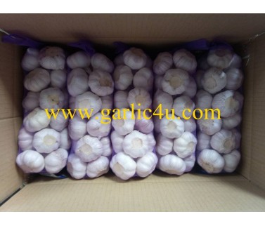 1kg small package garlic