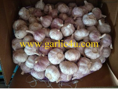 Cold storage China garlic with low price