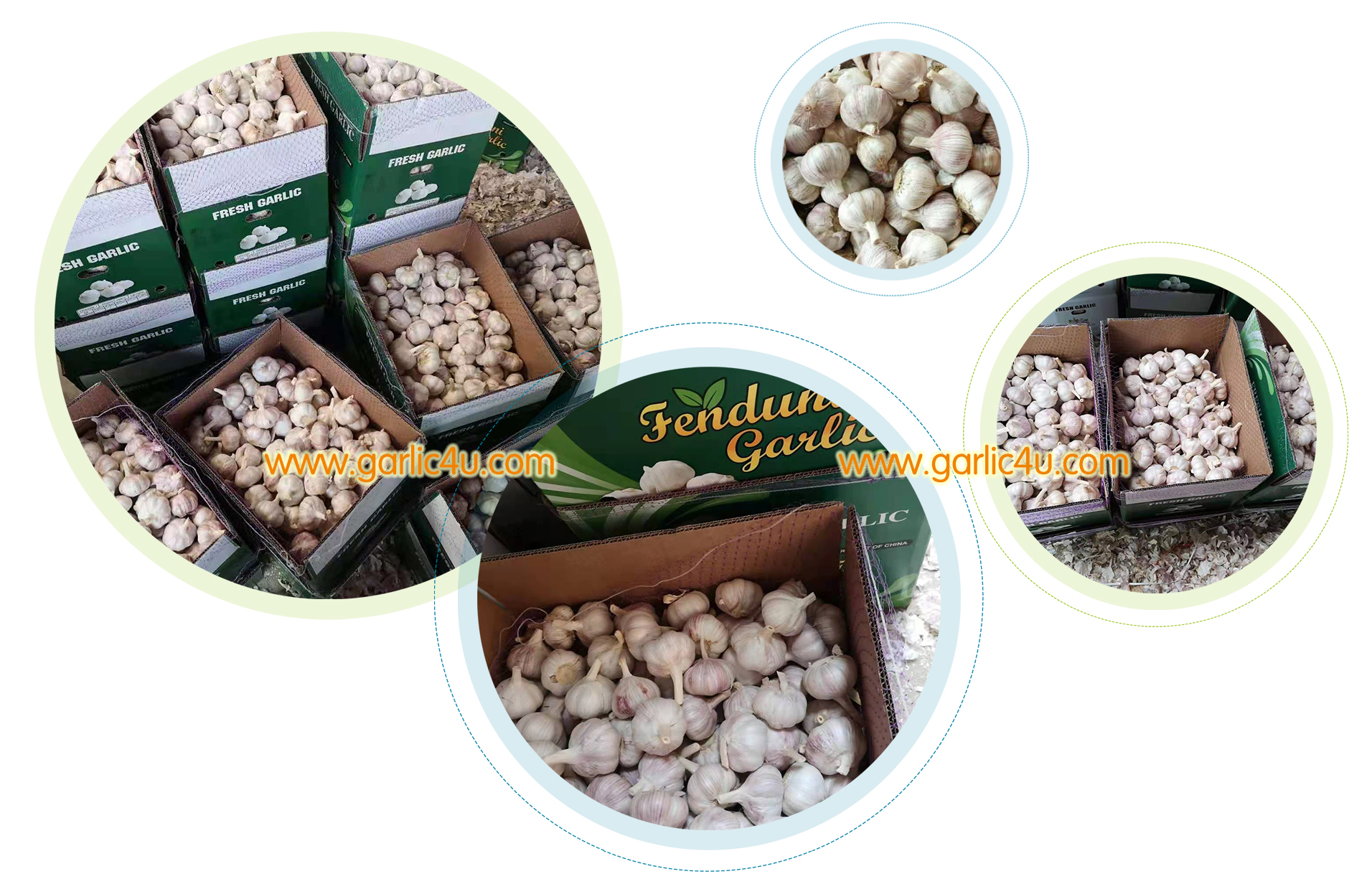 garlic supplier