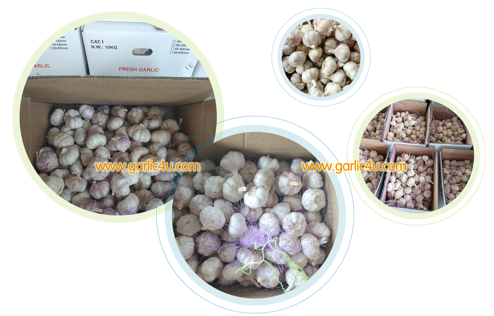 China garlic