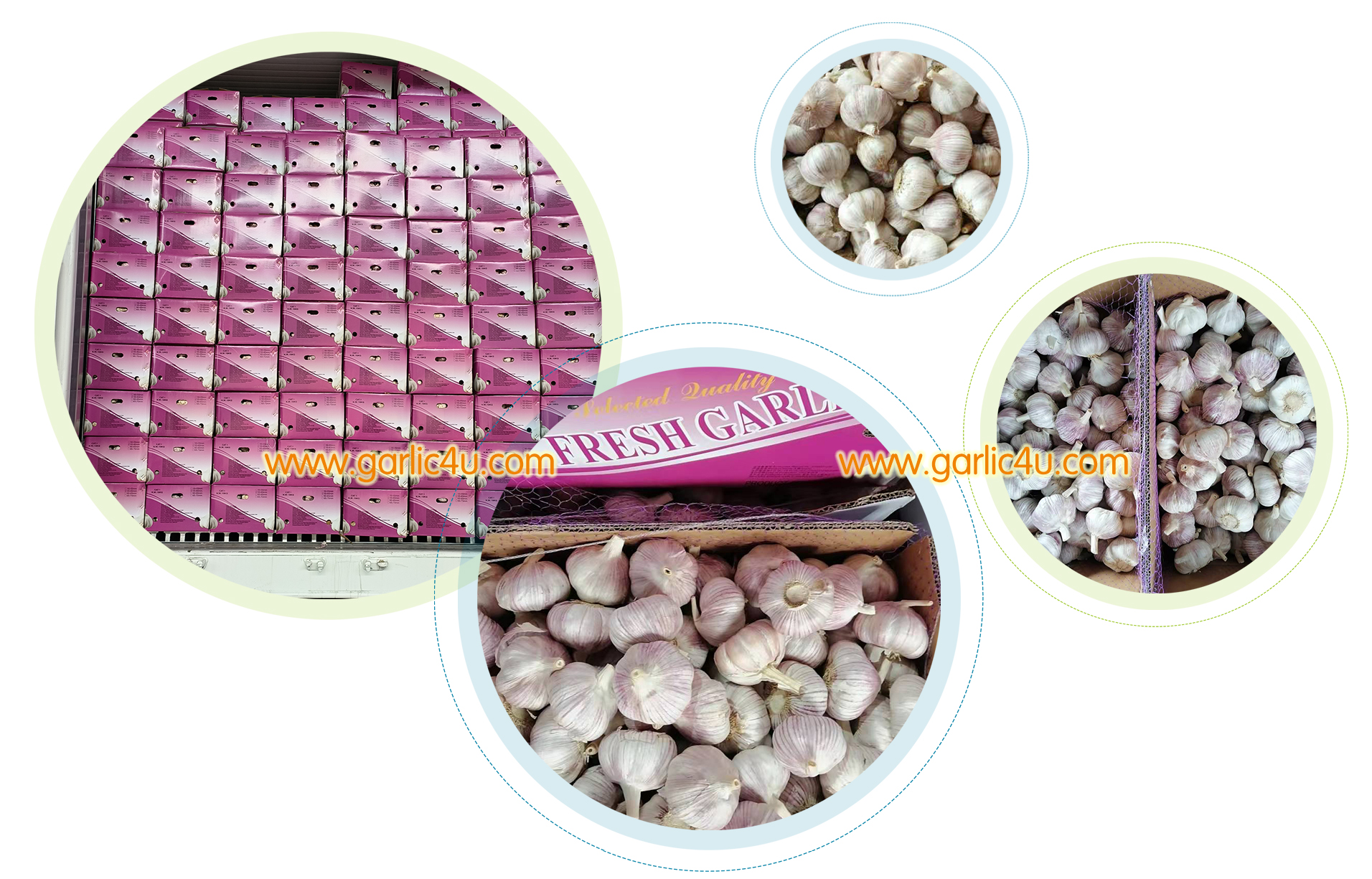 garlic supplier