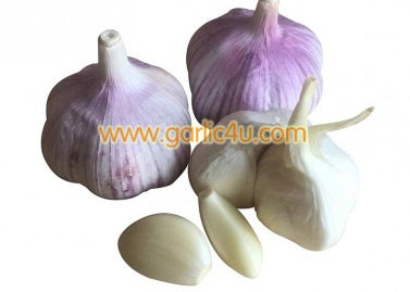 Peeled White Garlic