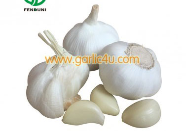 Pure White Garlic 