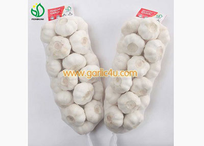 wholesale fresh garlic